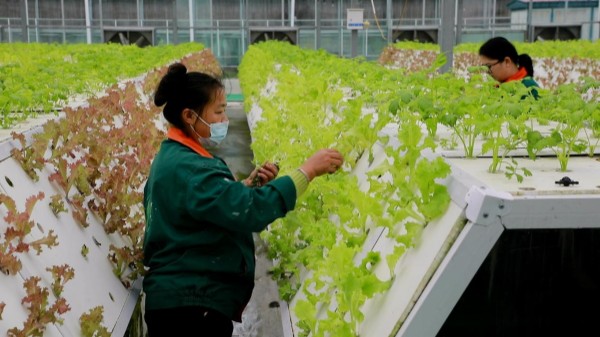 郸城：科技赋能 “智慧菜园”打造现代农业新画卷