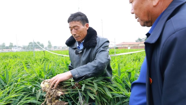 【乡村行 看振兴】项城：生姜铺就致富路 乡村焕发新生机