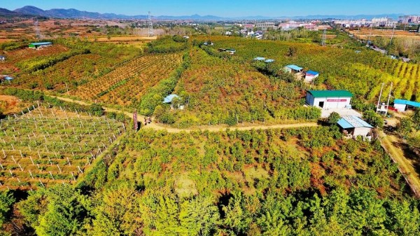 内乡县：石榴红遍乡村路 特色产业绘就振兴新图景