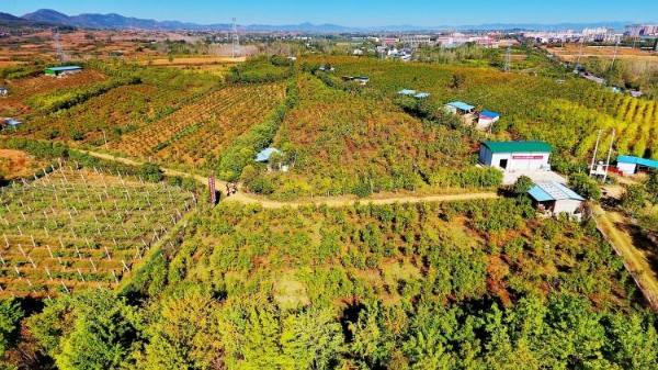 内乡县：石榴红遍乡村路 特色产业绘就振兴新图景