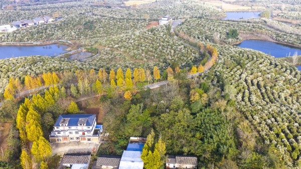 漫山茶花迎贵客 农旅融合启新篇