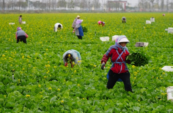 淮阳区：千亩供港蔬菜抢“鲜”上市 绿色品质直供粤港澳大湾区