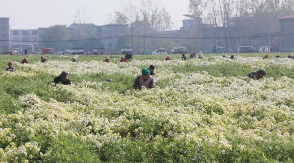 【乡村行 看振兴】郸城县南丰镇：菊花飘香采摘忙