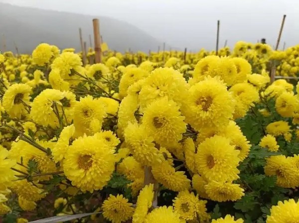 内乡：一朵“小菊花”撑起乡村振兴“大产业”