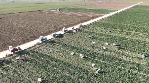 “南菜北种” 打造太康绿色蔬菜“名片”