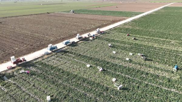 “南菜北种” 打造太康绿色蔬菜“名片”