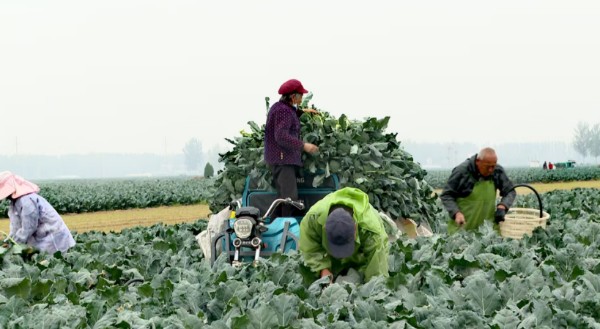 扶沟县吕潭乡：小小西蓝花成为乡村振兴“希望花”