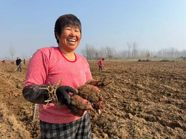 网络助力解薯忧：潢川县踅孜镇西瓜红蜜薯丰收待销 多方联动开启助农通道