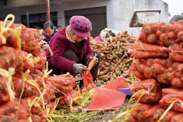 南阳市宛城区：胡萝卜产业奏响乡村振兴“致富曲”