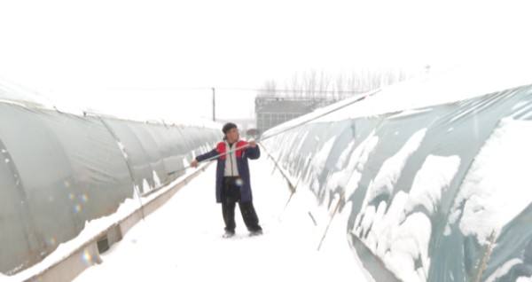 寒潮雨雪来袭 “中原菜都”全力托稳“菜篮子”