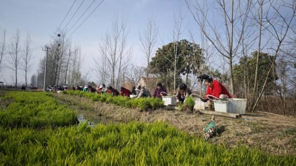 潢川县张集乡：茭白吐绿秧苗壮 田间备耕盼丰年