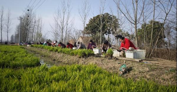 豫南春早育“金苗” 茭白飘香兴乡村——潢川县张集乡以特色产业奏响乡村振兴奋进曲