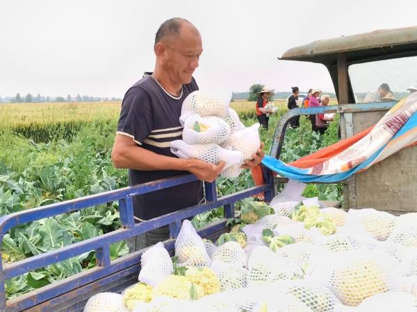 邓州市罗庄镇肖营村：党建引领兴产业 花菜种植铺就乡村振兴致富路