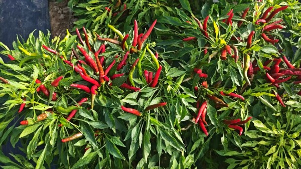 image_1791514735719.jpg